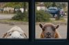 The Sheep Detectives in English at cinemas in Hamburg
