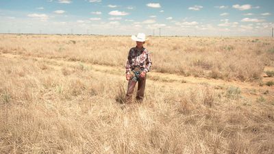 The Cowboy Poster Image